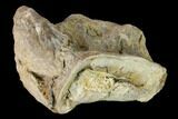 Fossil Xiphactinus (Cretaceous Fish) Vertebra - Kansas #142498-1